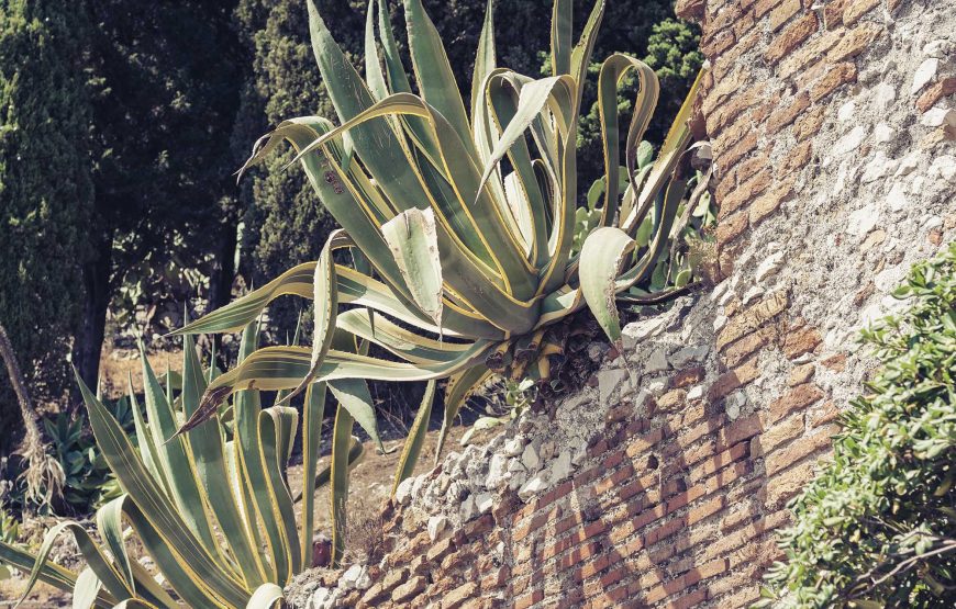 Visita guidata Taormina